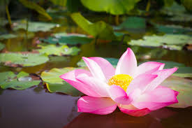 Beautiful Pink Lotus Flower In Nature For Background Photo