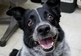 Black And White Cattle Dog Meet Shandy A Beautiful 5 Year Old Australian Cattle Dog With Her Gorgeous Black And White Co Australian Cattle Dog Cattle Dog Black And White Coat