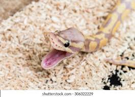 Much like the normal albino, however, develops into a lavender base color (where the white is on a normal albino) with yellow pattern with a deep red eye color. Suchen Sie Nach Lavender Albino Ball Python Python Regius Stockbildern In Hd Und Millionen Weiteren Lizenzfreien Stockfotos Illustrationen Und Vektorgrafiken In Der Shutterstock Kollektion Jeden Tag Werden Tausende Neue Hochwertige Bilder