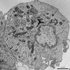 Electron microscopes use electron beams focused by electromagnets to magnify and resolve microscopic specimens. 45 Cell Diagram Ideas Cell Diagram Cell Plant Cell