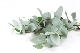 They are tall evergreen trees with aromatic leaves. What Are Eucalyptus Leaves Used For How To Use Eucalyptus Leaves