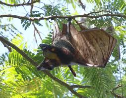 Check spelling or type a new query. Golden Capped Fruit Bat Encyclopedia Of Life
