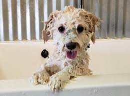Информация laundramutt do it yourself dog wash. Self Serve Self Washing Dog Wash Station In Kennesaw At The Good Dog Shoppe
