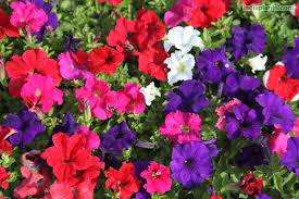 Indiaplants Com Plant Details