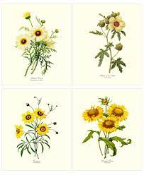 Free for commercial use no attribution required high quality images. Yellow Flower Botanical Art Print Set Vintage Wall Art Decor Charting Nature