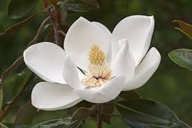 Flowering magnolias can be incorporated into almost any garden style and we offer over 20 varieties that have stunning large flowers in a range of colours and shapes. Magnolia Tree Care Tips Hgtv