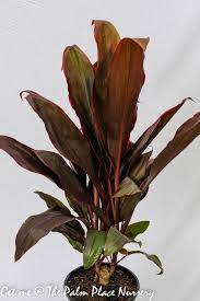 Cordyline Fruticosa Rubra 200mm Mexican Garden Large Plants Plants