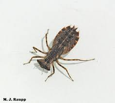 Image result for Gnidia chapmanii