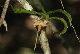 Image result for Angraecum cultriforme