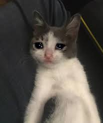 The best gifs are on giphy. Crying Cat Grey Crying Cat Know Your Meme