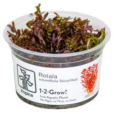 Image result for Rotala milne-redheadii