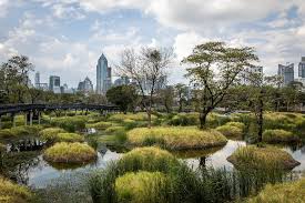 Image result for Haplocoelum