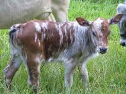 Pin By Sara Evans On Usa 6 Cattle Breeds Cattle For Sale Zebu Cattle Zebu