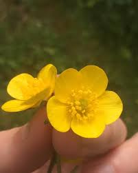 Eleonore Grignon On Instagram L Argent Du Beurre Instagram Grignon Plants