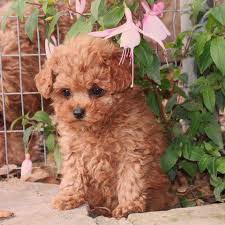 Maybe you would like to learn more about one of these? Red Teddy Bear Poodles Scarlet S Fancy Poodles Home Facebook