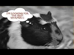 We did not find results for: The Top 5 Best Guinea Pig Vitamin C Supplement Drops Food Youtube