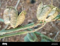 Image result for Dipcadi rigidifolium