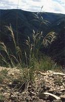 Image result for Aristida diffusa