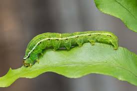 Has been making sustainable progress possible and. Arsenic Munching Caterpillars May Ingest Poison To Prevent Being Eaten New Scientist
