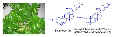 Image result for Entandrophragma delevoyi