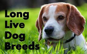 Top 10 Longest Living Dog Breeds