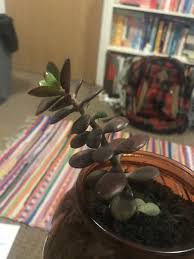 Here are a few interesting jades to keep an eye out for: Houseplants Forum Jade Plant Turning Red Brown Garden Org