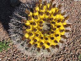 A mature barrel cactus typically reaches about 5 feet. Barrel Cactus Carolyn S Southwest Kitchen