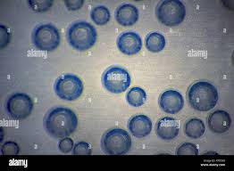 Image result for Chascanum schlechteri