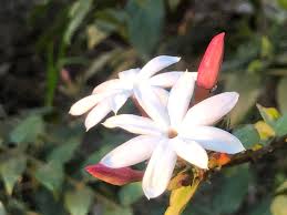 Image result for Jasminum stenolobum