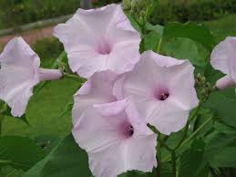 Image result for Ipomoea carnea
