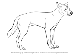 Learn How To Draw A Dingo Dogs Step By Step Drawing Tutorials By drawing on the forms and features of more pedestrian animals, you'll learn how to give shape to the this great book explains what materials are necessary for drawing and demonstrates how to create. learn how to draw a dingo dogs step
