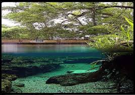 Best florida springs near orlando for wildlife. Apopka Critic Rock Springs Kelly Park Apopka Florida Facebook