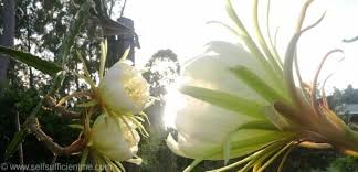 Dragon fruit 16x pvp should be compatible with all of these minecraft versions: Dragon Fruit Pitaya How To Guide For Growing Self Sufficient Me