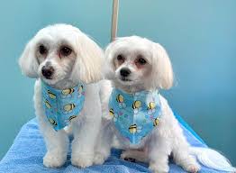 Adorable boys Louie and Roger loving their summer haircuts. 🐾🌞😘