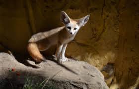 Fennec Fox Facts and Information | United Parks & Resorts