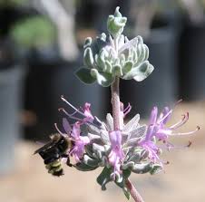 Image result for Salvia stenophylla