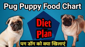 Pug food that contains antioxidants helps in preventing pug diseases. Pug Puppy Diet Chart Plan à¤ªà¤— à¤¡ à¤— à¤• à¤– à¤¨ à¤® à¤• à¤¯ à¤¦ Pug Puppy Ko Kya Khilaye Youtube