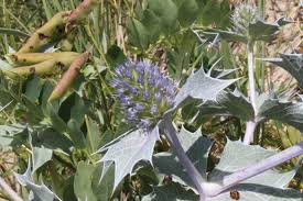 Image result for Tragus pedunculatus