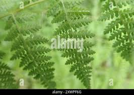 Image result for Hypolepis sparsisora