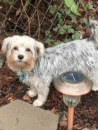 My Little Morkie She Is Almost 7 Months Old And Such A Sweet Little Girl She Is Related To Lexi But Had A Morkie Dad And Mork Morkie Shih Tzu 7 Month Olds