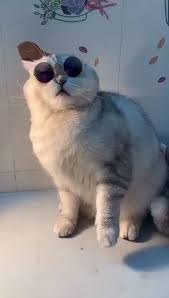 Ich Kann Nicht Glauben Dass Es Eine Echte Katze Ist Ilovecats Cute Baby Animals Cute Cat Cute Animals