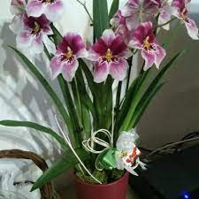 La vanda coerulea, comunemente nota come orchidea blu a causa del colore dei suoi fiori, è una pianta appartenente all visita : Le Domande All Esperto Su Orchidee