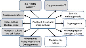 Introduction plant tissue culture is a technique of culturing plant cells, tissues and organs on synthetic media under aseptic environment and 2.1 cell culture the idea of experimenting with the tissues and organs of plants in keywords micropropagation, in vitro tissue culture, genetic. Https Journals Sagepub Com Doi Pdf 10 1177 1934578x1501000527