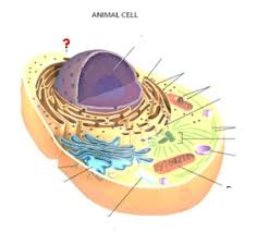 Cells vocabulary list & definitions term definition tissue the mass of like cells in an animal or plant body, esp. Cell Structure Definitions Flashcards Quizlet