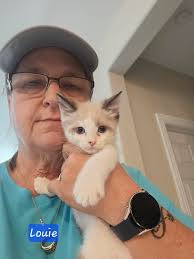 Kittens available for adoption