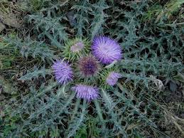 Image result for Carduus nyassanus