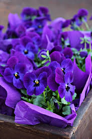 Http 25 Media Tumblr Com Acd69509b00913652f8b0cf0a95057f4 Tumblr Mnyy8bqyoi1s0zqico1 500 Jpg Purple Flowers Purple Pansy Pretty Flowers