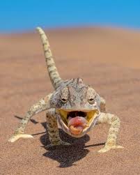 Namaqua Chameleon Com Imagens Animais Selvagens Animais Anfibios