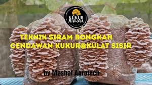 Itu yang kita nak, mereka berusaha untuk ubah diri, katanya. Langkah Langkah Penanaman Penjagaan Bongkah Cendawan Kukur Kulat Sisir Part 2 Siram Youtube