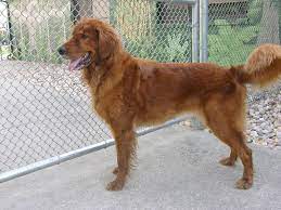 The best way to support golden rescue is to become a monthly donor. Real Red Golden Retriever Golden Retriever Red Red Retriever Golden Retriever